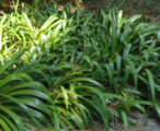 Agapanthus Africanus