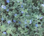 Evolvulus Blue Daze 1 GAL