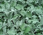 Dusty Miller