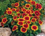 Gaillardia Blanket Flower 1 GAL