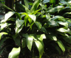 Cast Iron Aspidistra