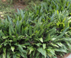 Aucuba