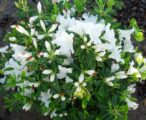 Azalea Glen Dale 'Galcier' - 7 GAL