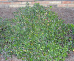 Azalea 'Conversation Piece' - 3 GAL
