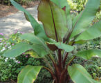 Banana 'Dwarf Red'