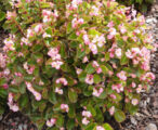Begonia 'assorted' 1 Gal