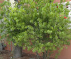 Bottlebrush