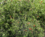 Bottlebrush Tree