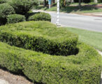 Boxwood Wintergreen