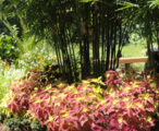 Coleus 'assorted'