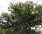 Crapemyrtle Muskogee 15 GAL