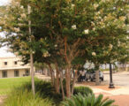 Crapemyrtle Natchez 15 GAL