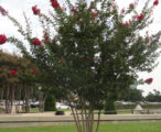 Crapemyrtle Tuscarora 15 GAL