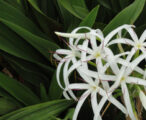 Lily Crinum