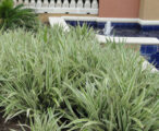 Dianellia Variegated Flax