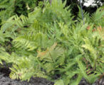 Fern Autumn 1 GAL