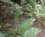 Fern Southern Wood 1 GAL