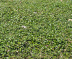 Ficus Creeping Fig 