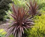 Cordyline 'Black Magic' 3 GAL