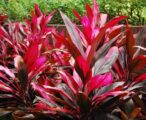Cordyline 'Red Sister' 3 GAL