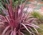 Cordyline 'Festival' 3 GAL