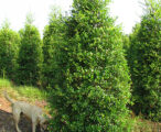 Ilex 'East Palatka'