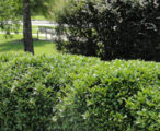 Ilex Carissa