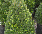 Ilex Compacta