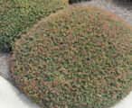 Ilex Dwarf Yaupon Bordeaux