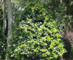 Ilex Mary Nell