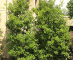 Ilex Savannah