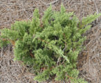 Juniper 'Parsoni'