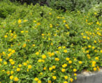 Lantana New Gold