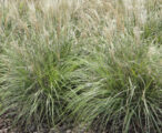 Miscanthus Sinensis 'Adagio' 1 GAL