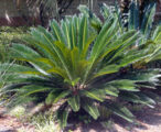 Sago Palm