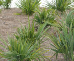 Sabel Palm Minor
