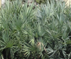 Palmetto Silver Saw