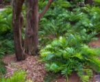 Coontie Zamia Palm - 1 GAL