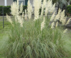 Pampas 1 GAL