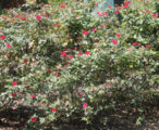 Rose Knock Out Red