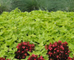 Potato Vine