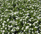 Vinca - Cora Series