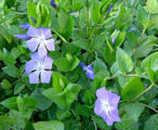 Vinca 'major'