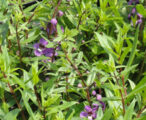 Angelonia 'assorted' 1 GAL