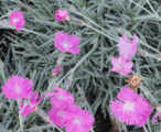 Dianthus