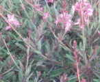 Gaura