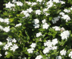 Impatiens