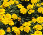 Marigold