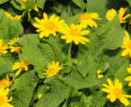 Melampodium