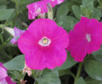 Petunia 'assorted'